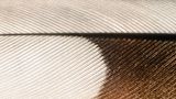 Lines