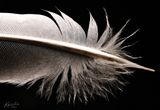 Light as a feather