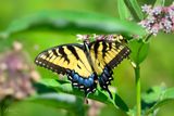 Eastern Tiger Swallowtail