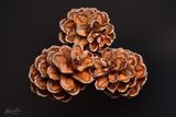 Pine cones