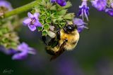 Bumble Bee
