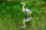 Wading in Lake Galena