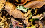 The remains of summer