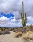 Saguaro National Park