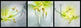 Stamens