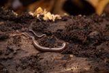 Myriapod (narceus americanus)