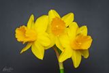 Narcissus