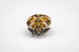 Carpet beetle