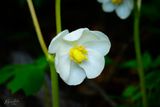 Mayapple
