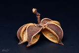 Potpourri