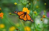 Monarch