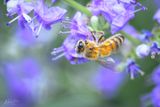 Honey Bee