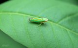 Leafhopper