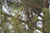 Eastern screech owl / Petit duc macul