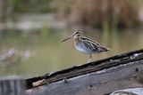 BCASSINE DES MARAIS / COMMON SNIPE