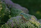 RAINETTE VERSICOLORE / Tree Frog