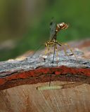 Rhysse cannelle / Megarhyssa macrurus durant la ponte / Ichneumon drilling in wood