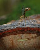 Rhysse cannelle / Megarhyssa macrurus durant la ponte / Ichneumon drilling in wood