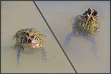 AMPLEXUS / CRAPAUD DAMRIQUE / Qubec