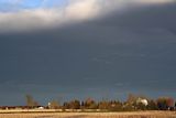 OIE DES NEIGES / SNOW GOOSE