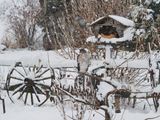 17 Dc 2022 Christmas Bird Count (CBC) Recensement des oiseaux de Nol 2022