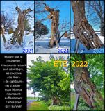 Survivent sur sa bquille il produit sa foliaire malgr tout.