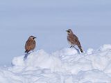 ALOUETTE CORNUE / HAUSSE-COL  /  HORNED LARK