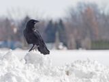 GRAND CORBEAU