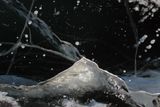 SUR LE FLEUVE  -37 / LE GLACIER PLANETARIUM ( NO PhotoShop )
