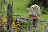 Paruline hochequeue / semblable / Paruline des ruisseaux (#161 / 2023)