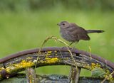 Moqueur chat / Gray catbird (Jeune 2023)