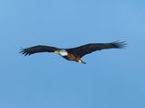 Bald Eagle / Pygargue  tte blanche