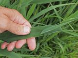 Clubiona phragmitis Canadensis / Leaf-curling Sac Spider