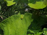 Rainette versicolore / Gray tree frog / Hyla versicolo