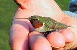 Colibri-gorge-rubis (M)