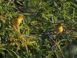 Paruline jaune