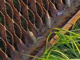OOTHEQUE (Cocon) MANTE RELIGIEUSE / PRAYING MANTIS COCOON / Mantis religiosa