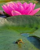 RAINETTE VERSICOLOR SUR FEUILLE DE (Nymphaea Marliacea Carnea)