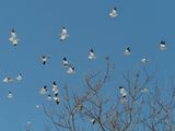 Snow bunting / Plectrophane des neiges (Bruant des neiges) Oct 2023