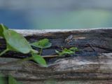 Abeille dcoupeuse  labrevoir  (Megachile rotundata)