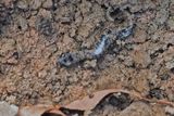 Salamandre  points bleus (Ambystoma laterale-texanum) 1 / Nov / 2022  Lco-Lot