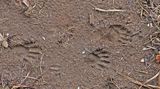 11 Fvrier 2024 VISITE DUN RATON ET DUNE MOUFETTE