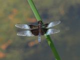 Libellula luctuosa / Libellule mlancolique / Widow skimmer
