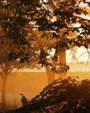 Morning fog
