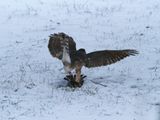 Coopers Hawk / pervier de Cooper 