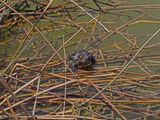 Crapaud 2024