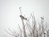 Pie griche grise / Great grey shrike /  Klapekster / Northern Shrike / Mars 2024