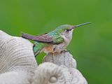 Colibri  gorge rubis