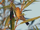 Passerin indigo (F)