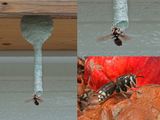 Gupe  taches blanches / Gupe germanique / Bald-faced hornet (Dolichovespula maculata)